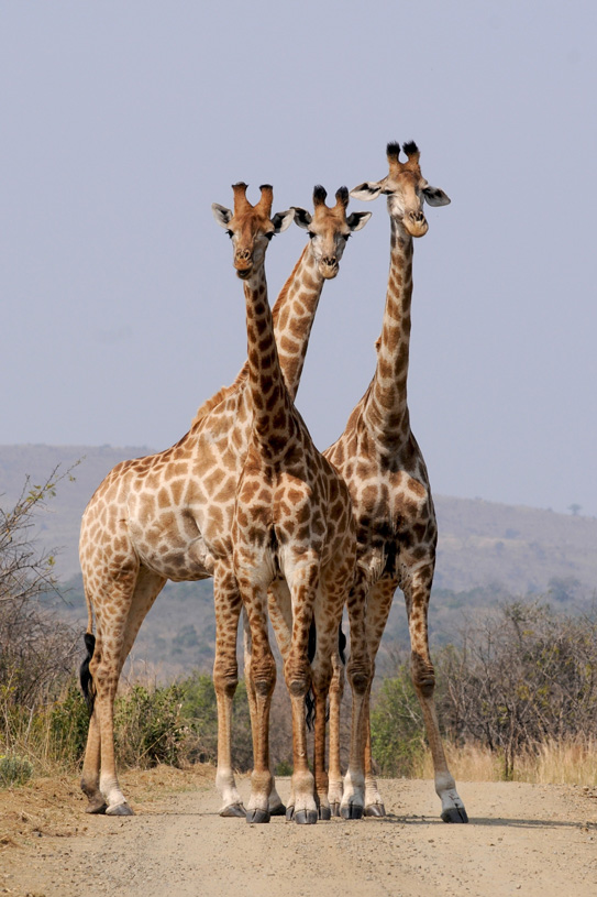 photo giraphe